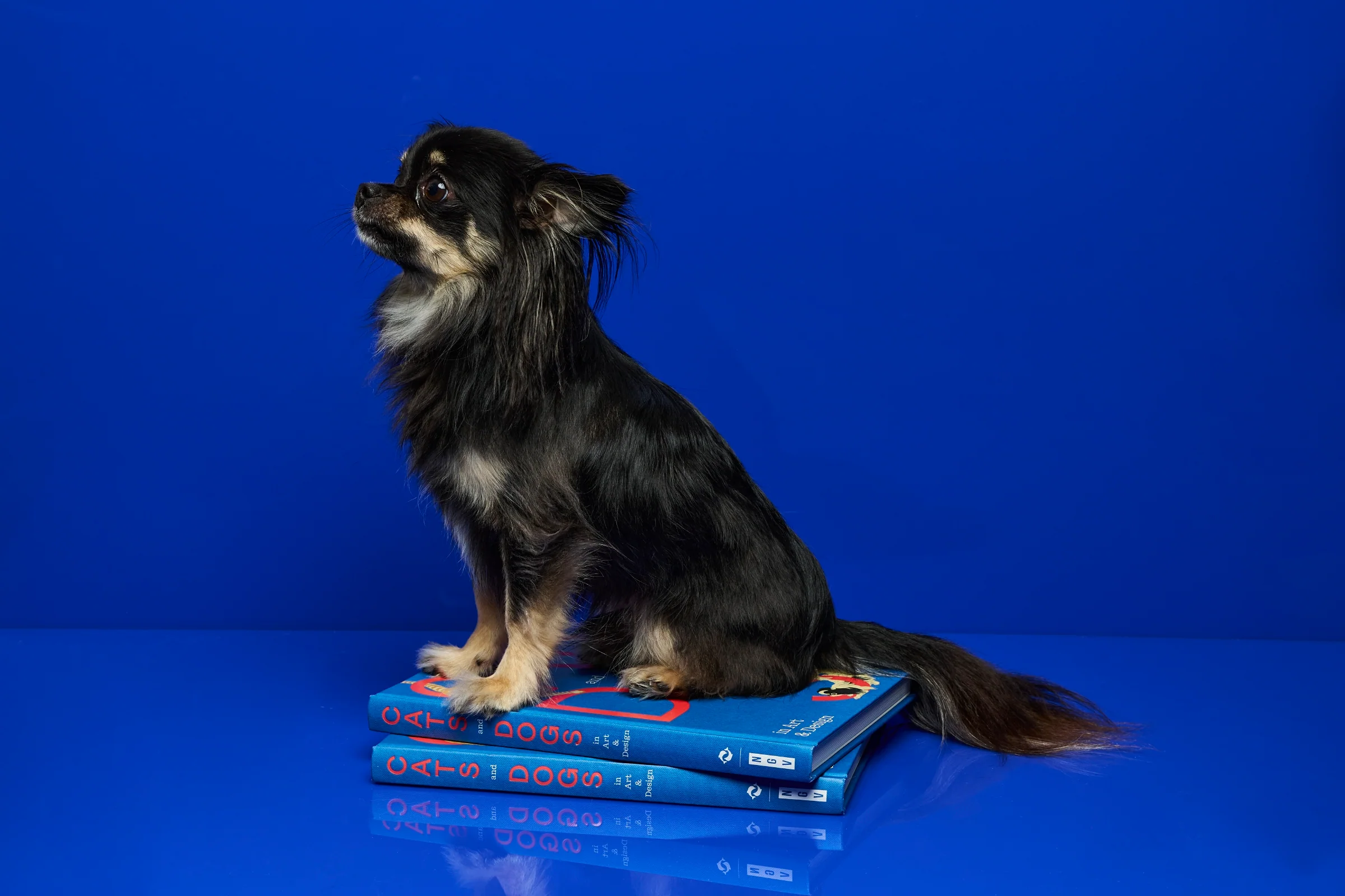 Cats and Dogs in Art & Design - Image 16